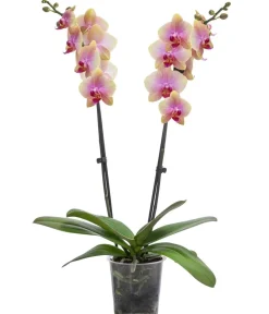 Dehner Orchideen - Schmetterlingsorchidee - Phalaenopsis cultivars 'Avatar'