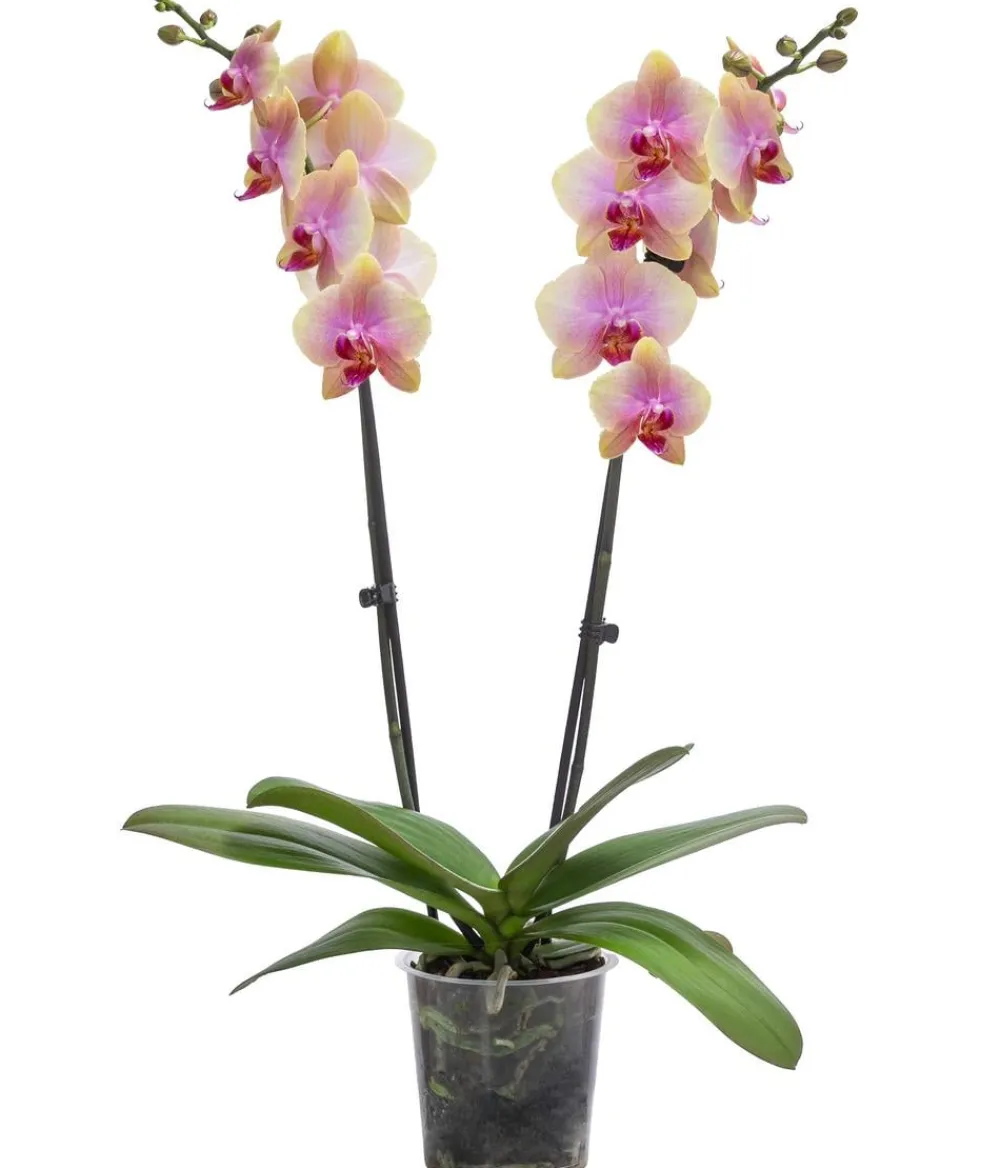 Dehner Orchideen - Schmetterlingsorchidee - Phalaenopsis cultivars 'Avatar'