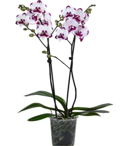 Dehner Orchideen - Schmetterlingsorchidee - Phalaenopsis cultivars 'King Car Dalmatian'