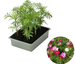 Dehner Sommerblumen > Schmuckkörbchen, verschiedene Farben, 6er Schale