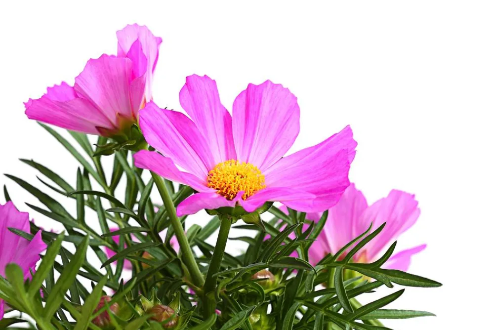 Dehner Schmuckkörbchen, verschiedene Farben Clearance