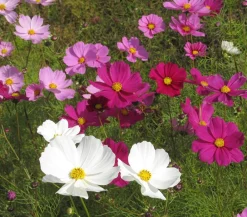 Dehner Schmuckkörbchen, verschiedene Farben Clearance