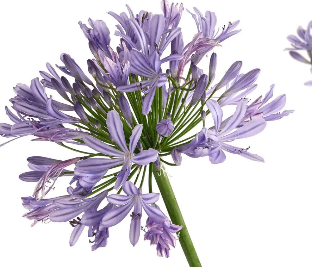 Dehner Schmucklilie Lavendel Hot