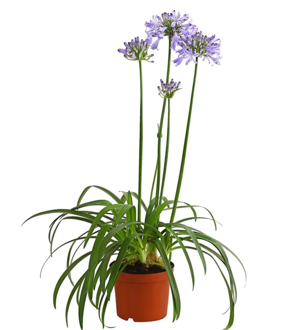 Dehner Schmucklilie Lavendel Hot