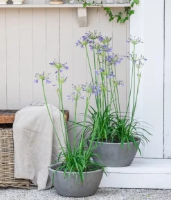 Dehner Schmucklilie Lavendel Hot
