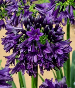 Dehner Terrassenpflanzen > Schmucklilie 'Black Jack', Landlust Kollektion
