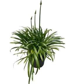 Dehner Terrassenpflanzen > Schmucklilie 'Black Jack', Landlust Kollektion