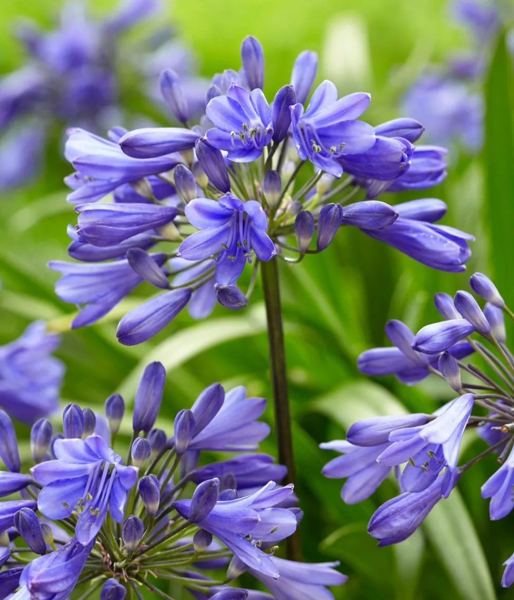 Dehner Terrassenpflanzen > Schmucklilie 'Ever Sapphire', Landlust Kollektion