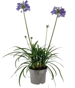 Dehner Terrassenpflanzen > Schmucklilie 'Ever Sapphire', Landlust Kollektion