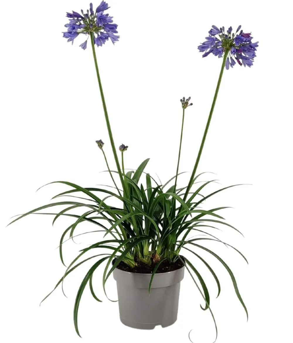 Dehner Terrassenpflanzen > Schmucklilie 'Ever Sapphire', Landlust Kollektion