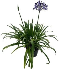 Dehner Terrassenpflanzen - Schmucklilie 'Poppin Star', Landlust Kollektion