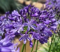 Dehner Terrassenpflanzen - Schmucklilie 'Poppin Star', Landlust Kollektion