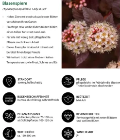 Dehner Laubgehölze|Blühende Sträucher - Schneeball-Blasenspiere Lady in Red
