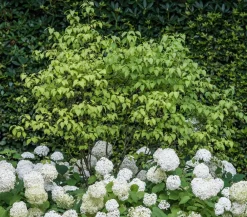 Dehner Schneeball-Hortensie 'Annabelle®' Weiß Online
