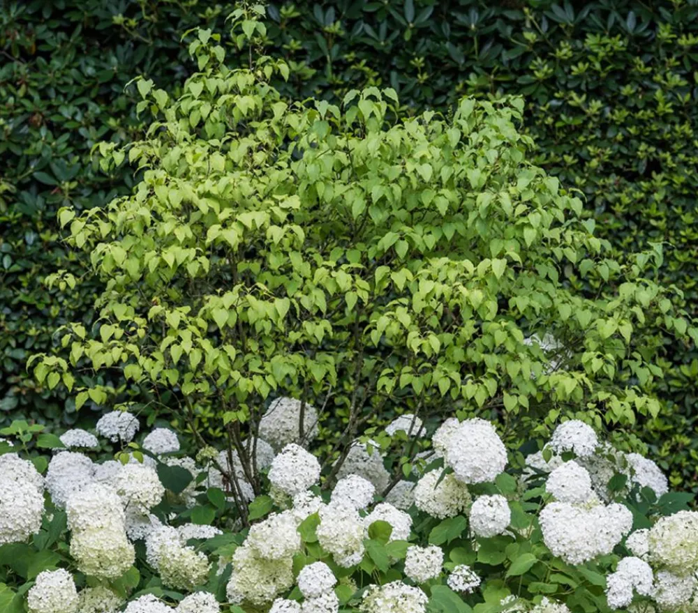 Dehner Schneeball-Hortensie 'Annabelle®' Weiß Online