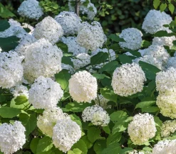 Dehner Schneeball-Hortensie 'Annabelle®' Weiß Online