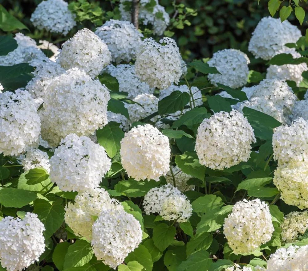 Dehner Schneeball-Hortensie 'Annabelle®' Weiß Online