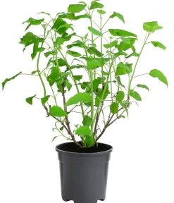 Dehner Schneeball-Hortensie 'Annabelle®' Weiß Online