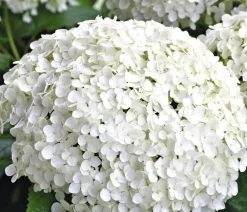 Dehner Schneeball-Hortensie 'Annabelle®' Weiß Online