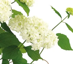 Dehner Winterharte Kübelpflanzen|Hortensien - Schneeball-Hortensie 'Annabelle®' Weiß