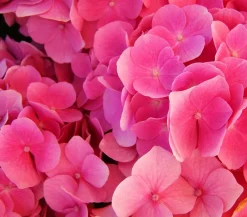 Dehner Schneeball-Hortensie ' Annabelle®' Pink Hot
