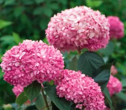 Dehner Schneeball-Hortensie ' Annabelle®' Pink Hot