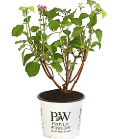 Dehner Schneeball-Hortensie ' Annabelle®' Pink Hot