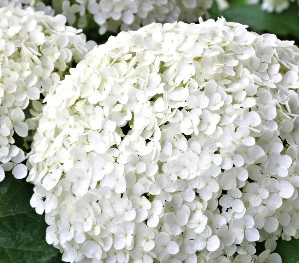 Dehner Schneeball-Hortensie 'Strong Annabelle®' Weiß Online