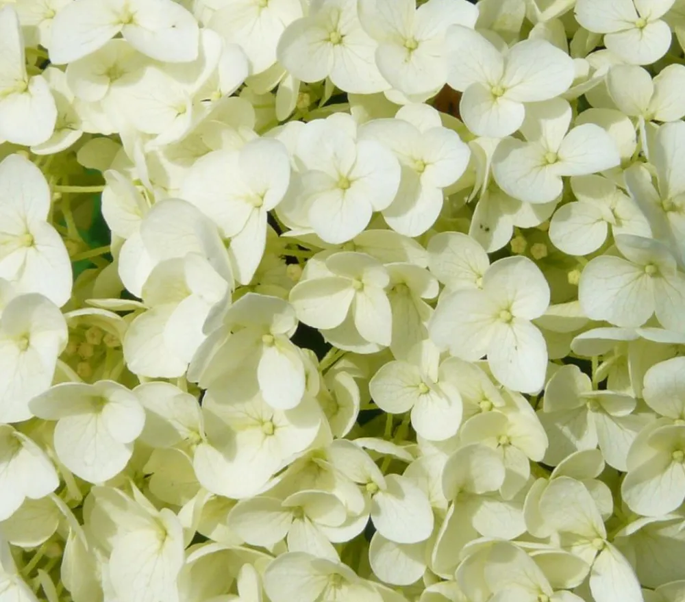 Dehner Schneeball-Hortensie 'Strong Annabelle®' Weiß Online