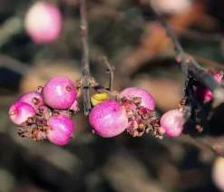 Dehner Natura Premium Laubgehölze|Vogelschutzhecken > Schneebeere 'Mother of Pearl'