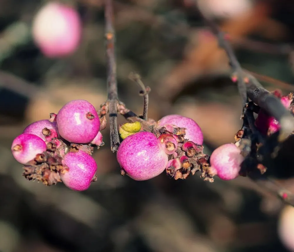 Dehner Natura Premium Laubgehölze|Vogelschutzhecken > Schneebeere 'Mother of Pearl'