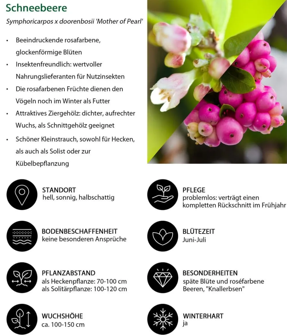 Dehner Natura Premium Laubgehölze|Vogelschutzhecken > Schneebeere 'Mother of Pearl'