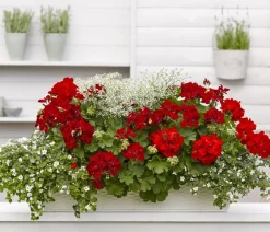 Dehner Hängende Sommerblüher|Sommerblumen - Schneeflockenblume Weiß