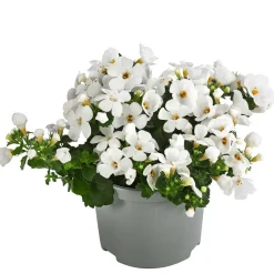 Dehner Hängende Sommerblüher|Sommerblumen - Schneeflockenblume Weiß