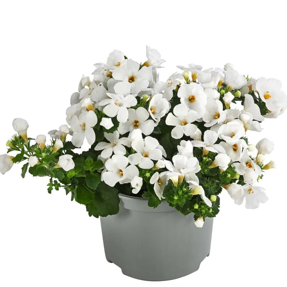 Dehner Hängende Sommerblüher|Sommerblumen - Schneeflockenblume Weiß