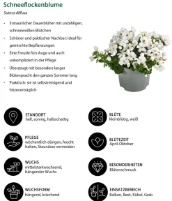 Dehner Hängende Sommerblüher|Sommerblumen - Schneeflockenblume Weiß