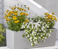 Dehner Hängende Sommerblüher|Sommerblumen - Schneeflockenblume Weiß