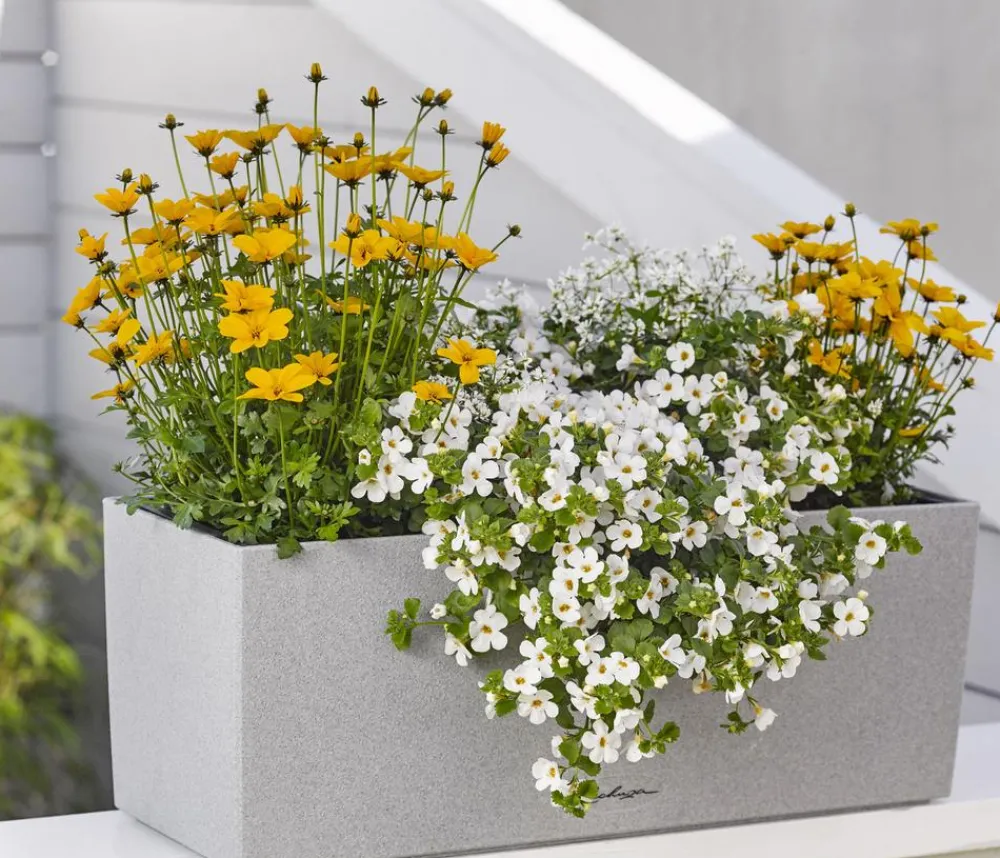 Dehner Hängende Sommerblüher|Sommerblumen - Schneeflockenblume Weiß