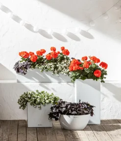 Dehner Hängende Sommerblüher|Sommerblumen - Schneeflockenblume Weiß