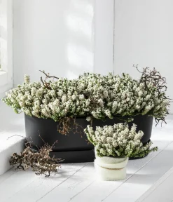Dehner Grabschmuck & Grabgestaltung > Schneeheide