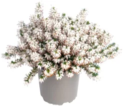 Dehner Grabschmuck & Grabgestaltung > Schneeheide
