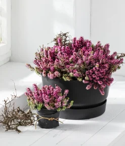 Dehner Schneeheide Pink Outlet