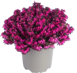 Dehner Schneeheide Pink Outlet