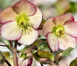 Dehner Schneerose 'Ice N' Roses® Dark Picotee' - Helleborus Gold Collection® Sale