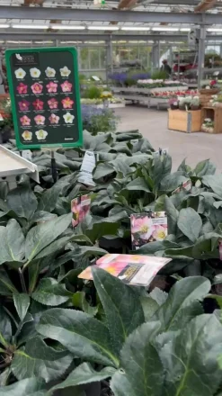 Dehner Schneerose 'Ice N' Roses® Dark Picotee' - Helleborus Gold Collection® Sale
