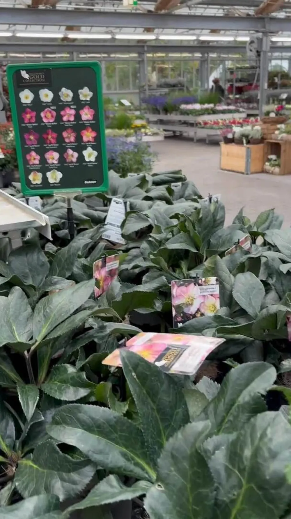 Dehner Blatt- & Schattenstauden > Schneerose 'Ice 'n' Roses® Early Rose' - Helleborus Gold Collection®