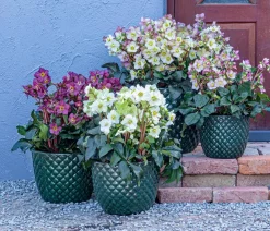 Dehner Blatt- & Schattenstauden > Schneerose 'Ice N' Roses®Merlot' - Helleborus Gold Collection®