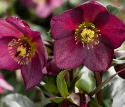 Dehner Blatt- & Schattenstauden > Schneerose 'Ice N' Roses®Merlot' - Helleborus Gold Collection®
