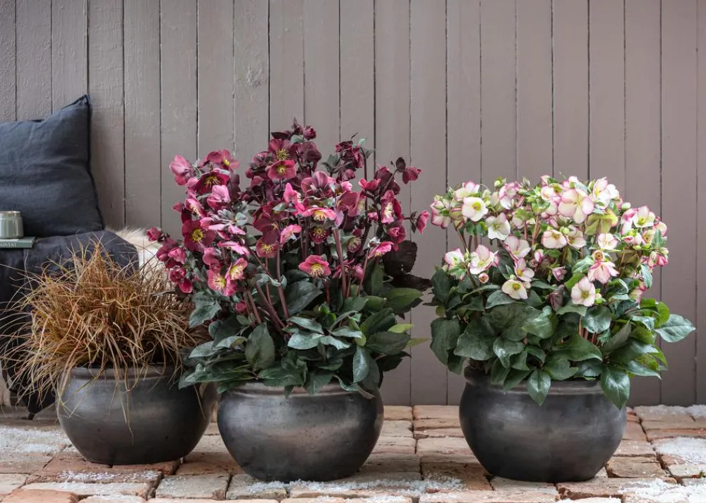 Dehner Schneerose 'Ice N' Roses® Red' - Helleborus Gold Collection® Online