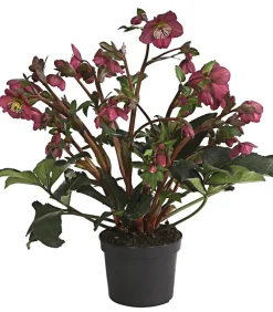 Dehner Schneerose 'Ice N' Roses® Red' - Helleborus Gold Collection® Online